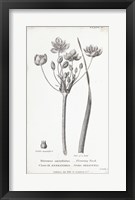 Conversations on Botany II Fine Art Print