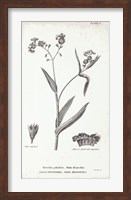 Conversations on Botany I Fine Art Print