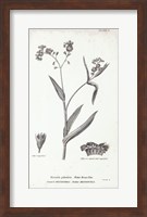 Conversations on Botany I Fine Art Print