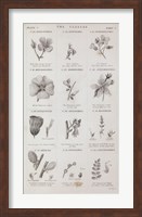 Conversations on Botany X Fine Art Print