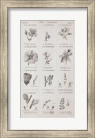 Conversations on Botany X Fine Art Print