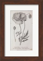 Conversations on Botany V Fine Art Print