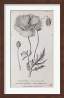 Conversations on Botany V Fine Art Print