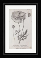 Conversations on Botany V Framed Print