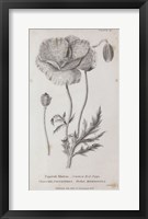 Conversations on Botany V Framed Print