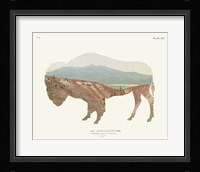 American Southwest Buffalo Framed Print