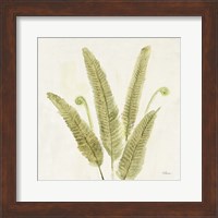 Forest Ferns II v2 Fine Art Print