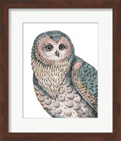 Beautiful Owls IV Pastel Fine Art Print