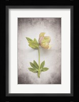 Vintage Hellebore Study III Fine Art Print