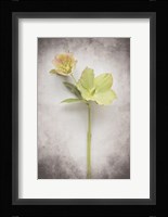 Vintage Hellebore Study II Fine Art Print