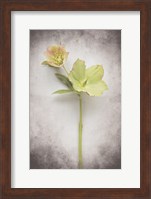 Vintage Hellebore Study II Fine Art Print