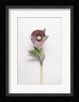 Hellebore Study VI Fine Art Print