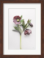 Hellebore Study V Fine Art Print