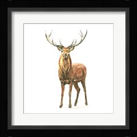Natural Majesty II Framed Print