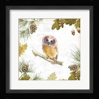 Into the Woods II Framed Print