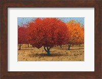Orange Trees II Fine Art Print