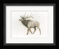 Elk Fine Art Print