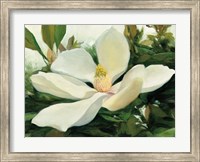 Majestic Magnolia Fine Art Print