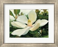 Majestic Magnolia Fine Art Print