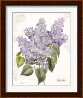 May Lilac on White Fine Art Print