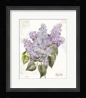 May Lilac on White Framed Print