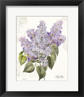 May Lilac on White Framed Print