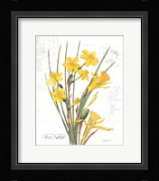 March Daffodil on White Framed Print