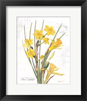 March Daffodil on White Framed Print