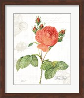 June Rose on White Fine Art Print