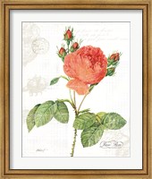 June Rose on White Fine Art Print