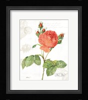 June Rose on White Framed Print