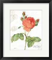 June Rose on White Framed Print
