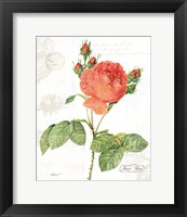 June Rose on White Framed Print