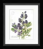 July Delphinium on White Framed Print