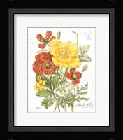August Poppy on White Framed Print