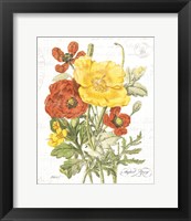 August Poppy on White Framed Print