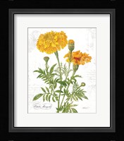 October Marigold on White Framed Print