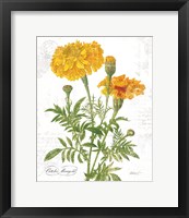 October Marigold on White Framed Print