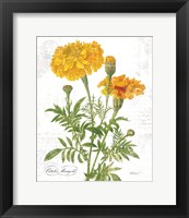 October Marigold on White Framed Print