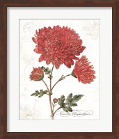 November Mum on White Fine Art Print