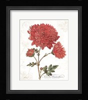 November Mum on White Framed Print