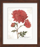 November Mum on White Fine Art Print