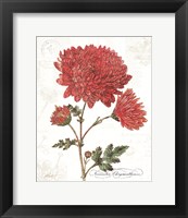 November Mum on White Framed Print