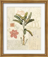 Floridian III Fine Art Print