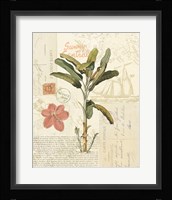 Floridian III Framed Print