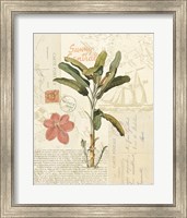 Floridian III Fine Art Print