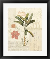 Floridian III Framed Print