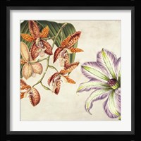 Panneau Botanique V Framed Print