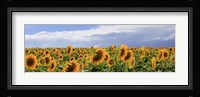 Girasoli in Val D'Orcia Fine Art Print