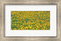 Sunflower field, France Fine Art Print